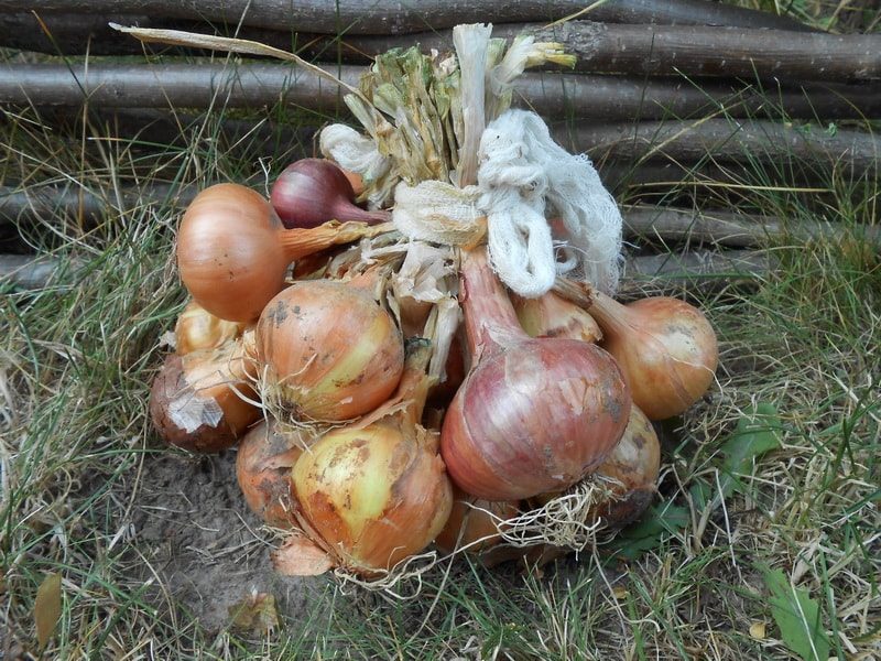 настой из луковой шелухи