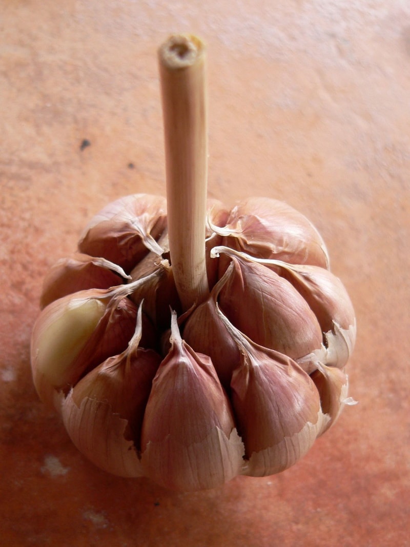 озимый чеснок