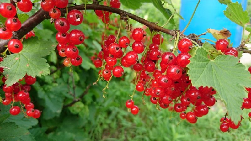 подкормка смородины в период плодоношения