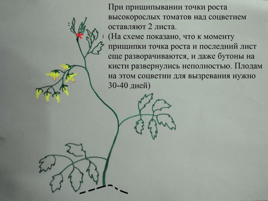 прищипывание томатов