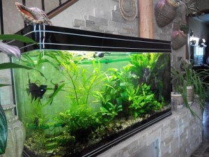 аквариумная вода как удобрение для рассады
